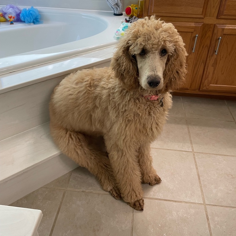 Meet your Posher, Carat the Poodle